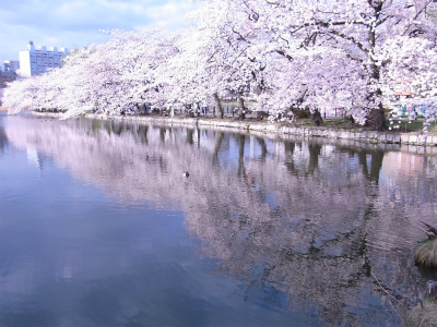 上野は桜が見ごろです! 上野は桜が見ごろです!